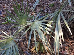 Trithrinax schizophylla