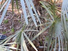 Trithrinax schizophylla