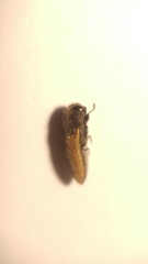 Acmaeodera flavolineata