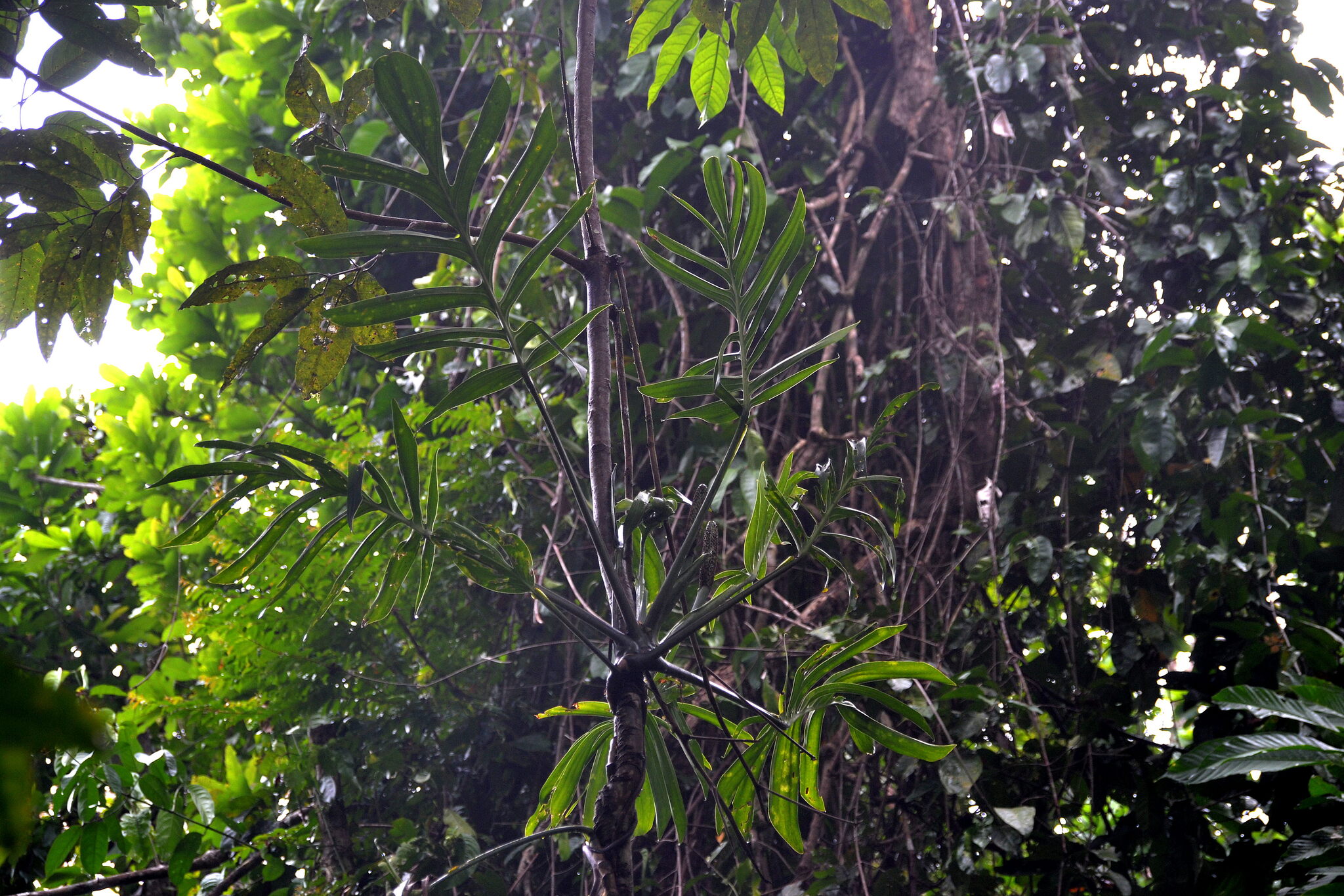 Monstera Pinnatipartita (Monstera pinnatipartita)
