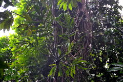 Monstera pinnatipartita (Monstera pinnatipartita)