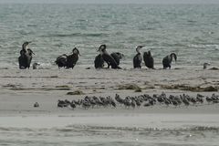 Phalacrocorax carbo maroccanus