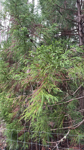 Cryptomeria japonica observed 2026-02-13