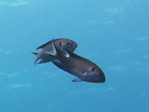 Neopomacentrus cyanomos
