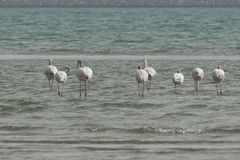 Phoenicopterus roseus