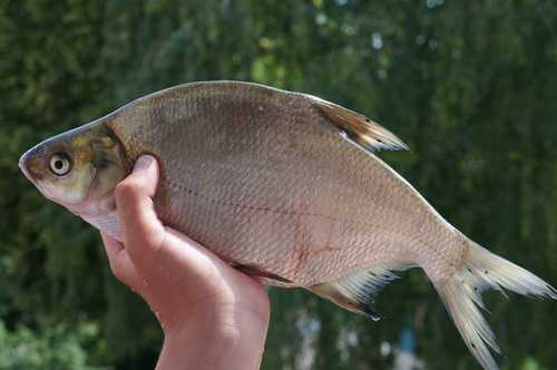 Common Bream