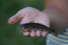 Neogobius fluviatilis