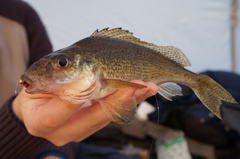 Gymnocephalus cernua