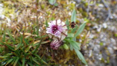 Silene uralensis