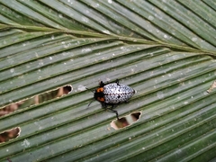 Cypherotylus vicinus