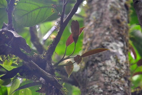Philodendron tripartitum, photograph 3