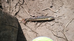 Cobitis taenia