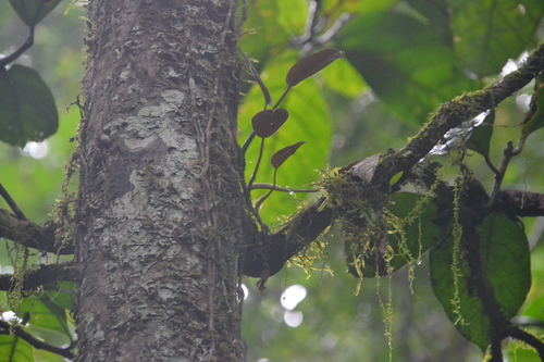 Philodendron tripartitum, photograph 2