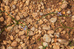 Romulea columnae