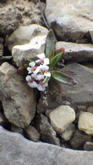Braya glabella purpurascens