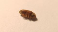 Metholcus cylindricus