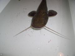 Silurus glanis