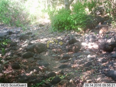 Sylvilagus cunicularius insolitus