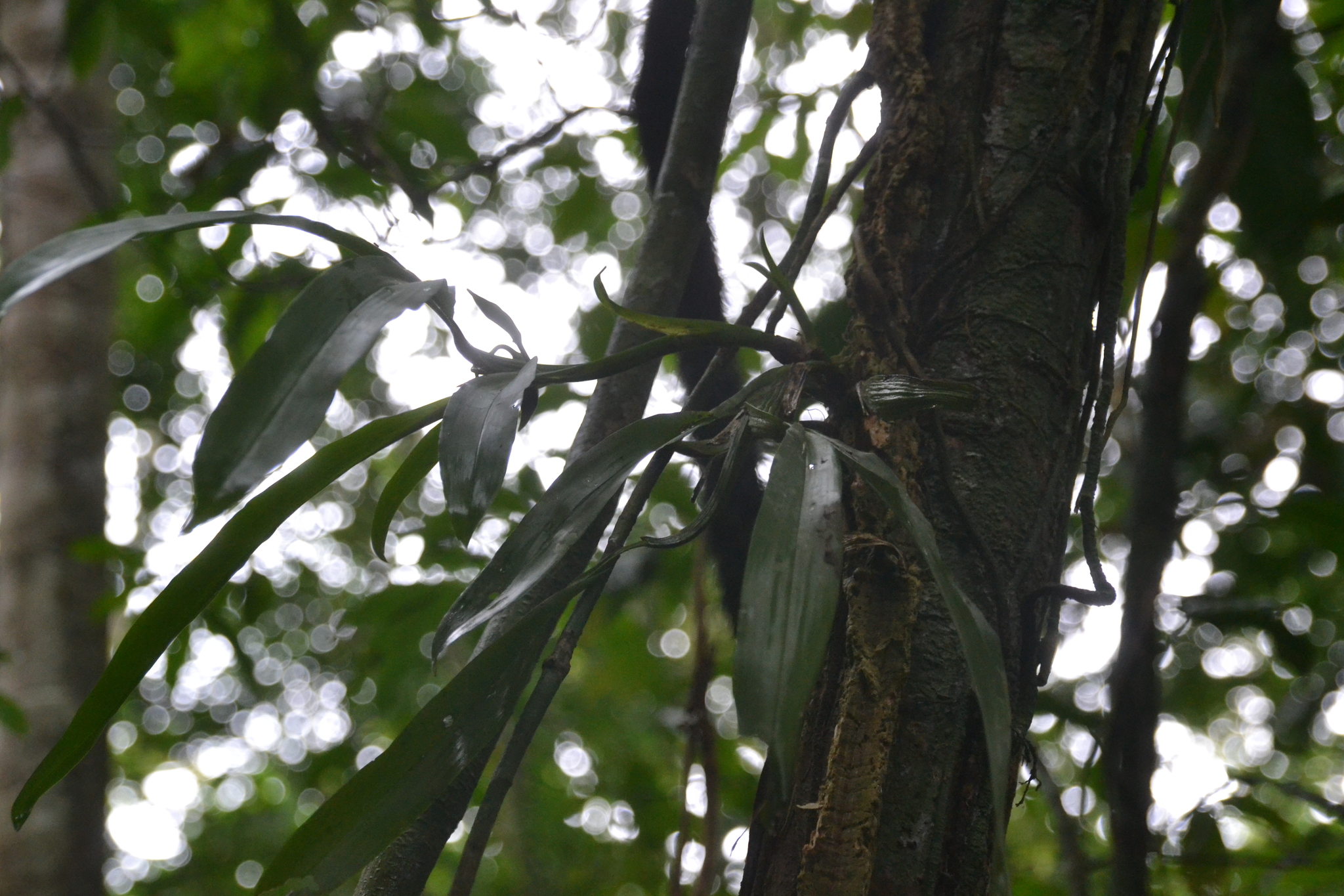 Aspasia principissa