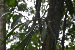 Aspasia principissa, photograph (c) Letizia Weichgrebe, some rights reserved (CC BY)