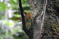 (c) Letizia Weichgrebe, some rights reserved (CC BY) Philodendron tripartitum, photograph (c) Letizia Weichgrebe, some rights reserved (CC BY)