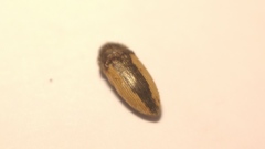 Acmaeodera flavolineata