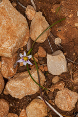 Romulea columnae