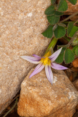 Romulea columnae
