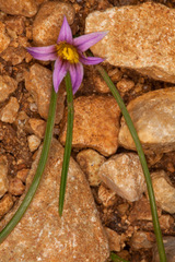 Romulea columnae