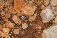 Romulea columnae