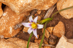 Romulea columnae