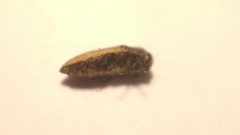 Acmaeodera flavolineata