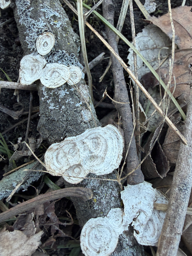 Trametes conchifer · February 2026 · photo: © kefreecomo (iNaturalist, cc-by)