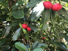 Rauvolfioideae
