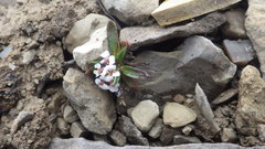 Braya glabella purpurascens