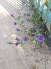 Echium plantagineum