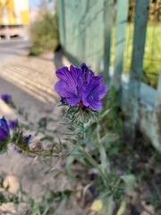 Echium plantagineum