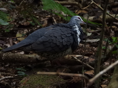 Wonga Pigeon (Leucosarcia melanoleuca), photo 7