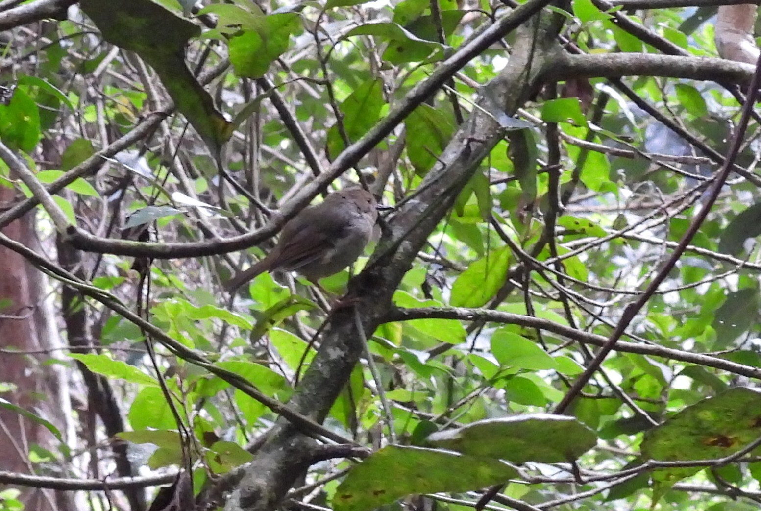 Large-billed Scrubwren (Sericornis magnirostra), photo 8