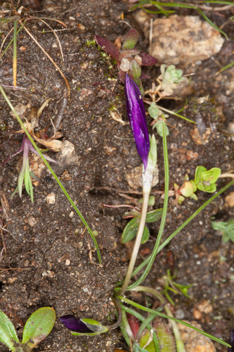 Romulea requienii