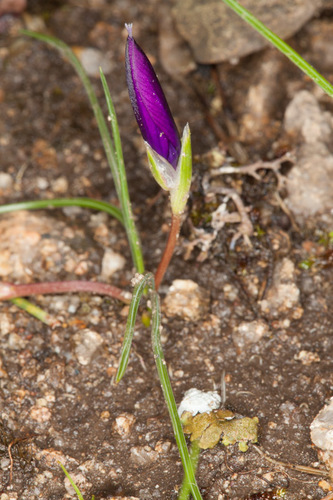 Romulea requienii