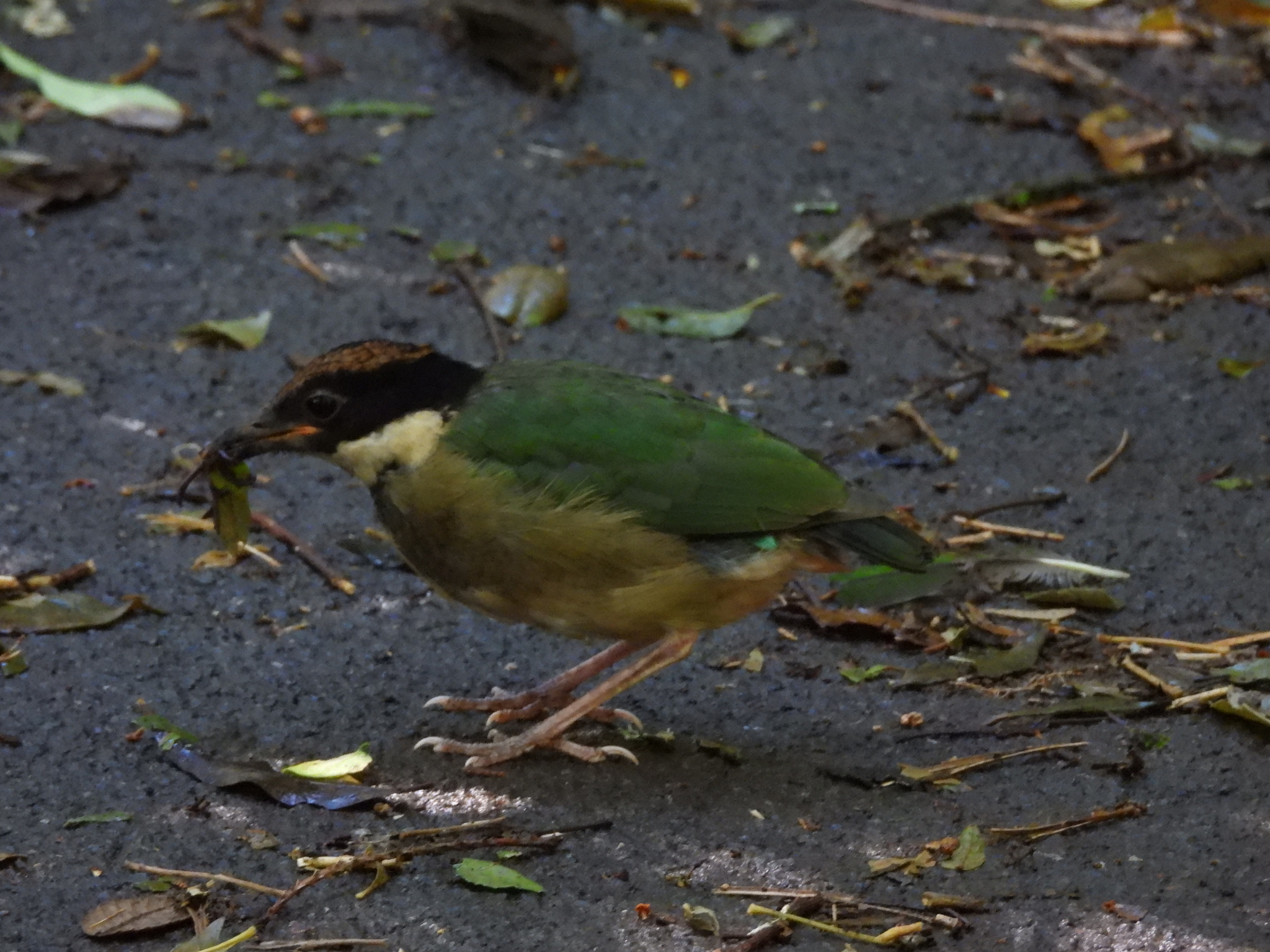 Noisy Pitta (Pitta versicolor), photo 5
