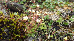 Saxifraga cespitosa