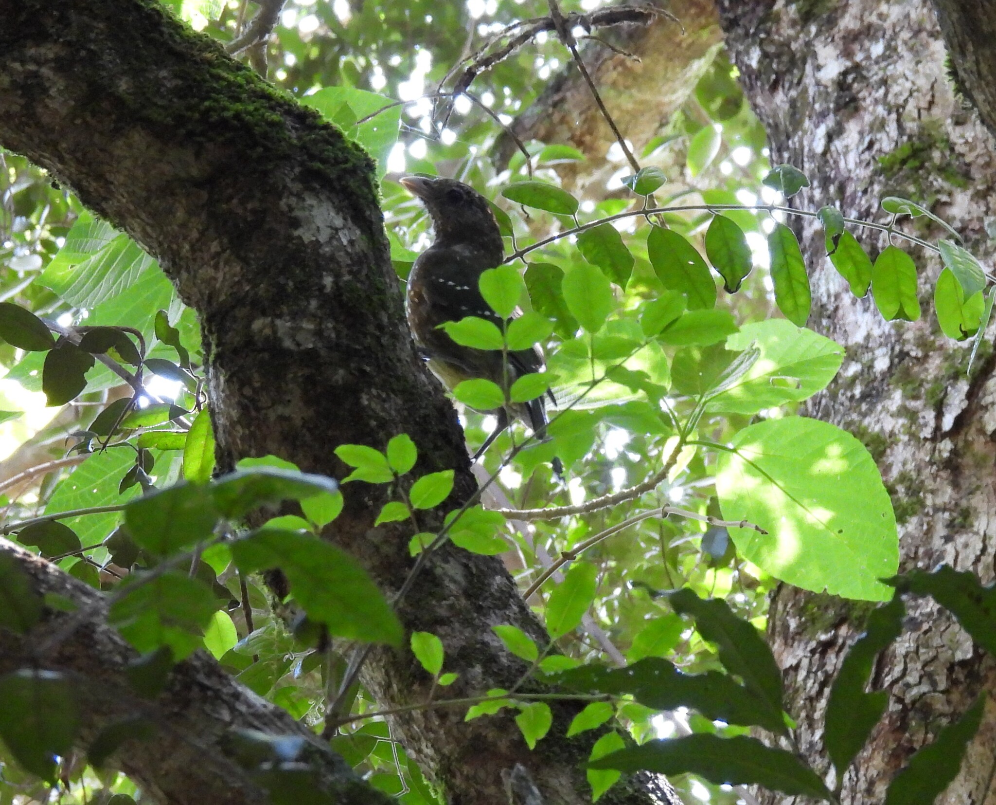 Green Catbird (Ailuroedus crassirostris), photo 8