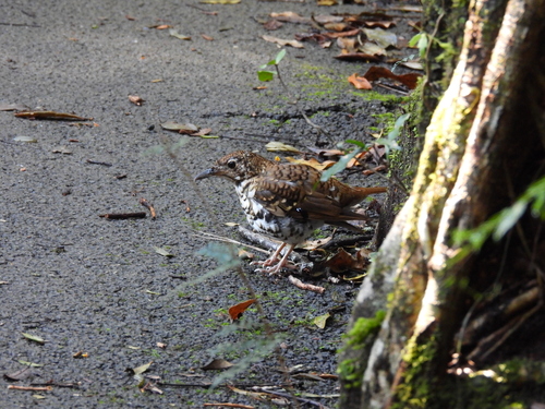 Russet-tailed Thrush (Zoothera heinei), photo 3
