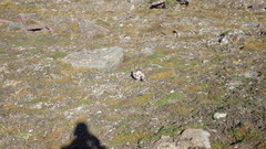 Lagopus muta hyperborea