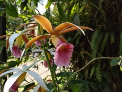 Phaius