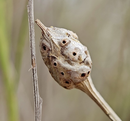 Unknown species found near Big Bluestem Trail, Frisco, TX, US