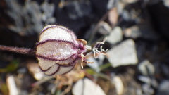 Silene uralensis