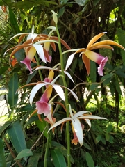 Phaius